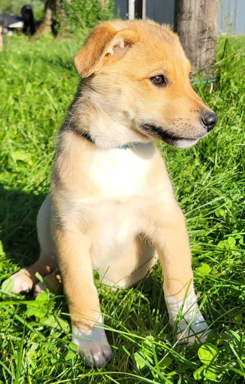 BOGGLE - Golden Retriever / Australian Kelpie available for adoption