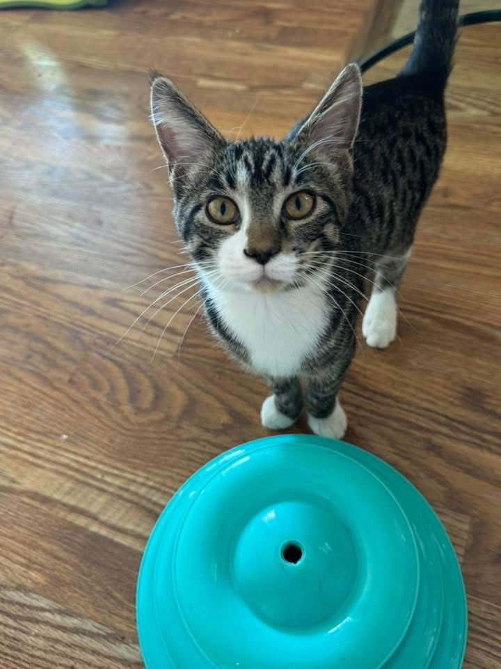 CLEMI - Domestic Short Hair available for adoption