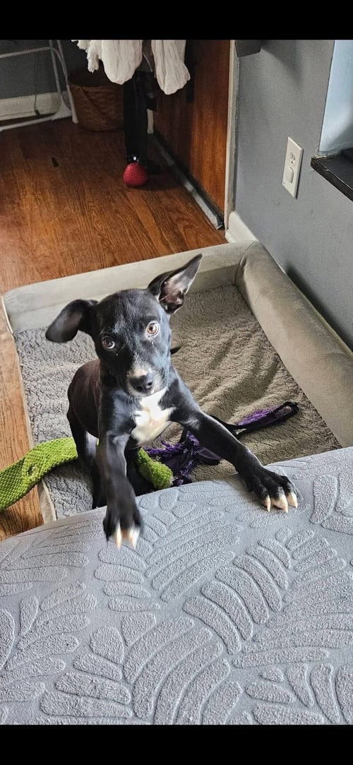 RITA DOLCE - Unknown available for adoption