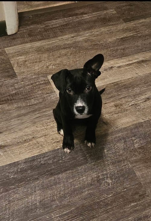 RITA DOLCE - Unknown available for adoption