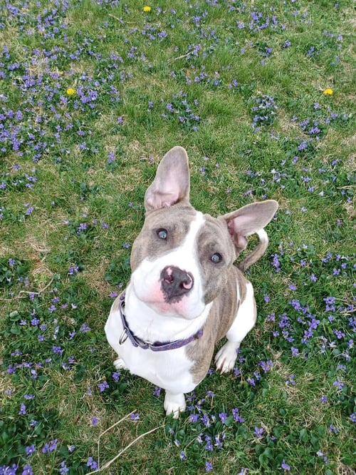 STONE - American Pit Bull Terrier available for adoption