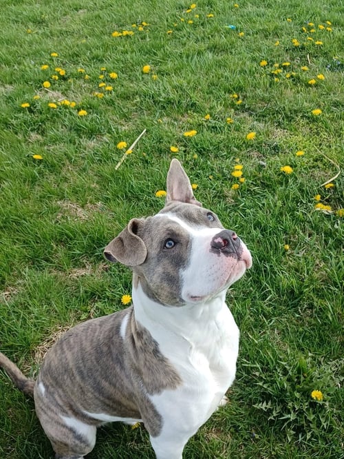 STONE - American Pit Bull Terrier available for adoption