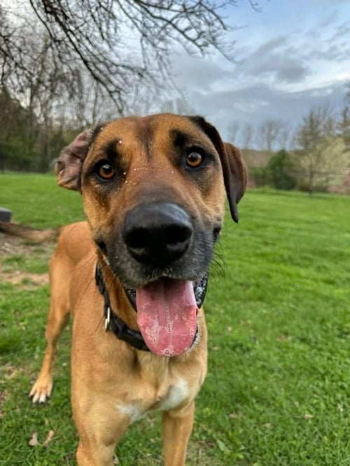 DUKE - Great Dane available for adoption