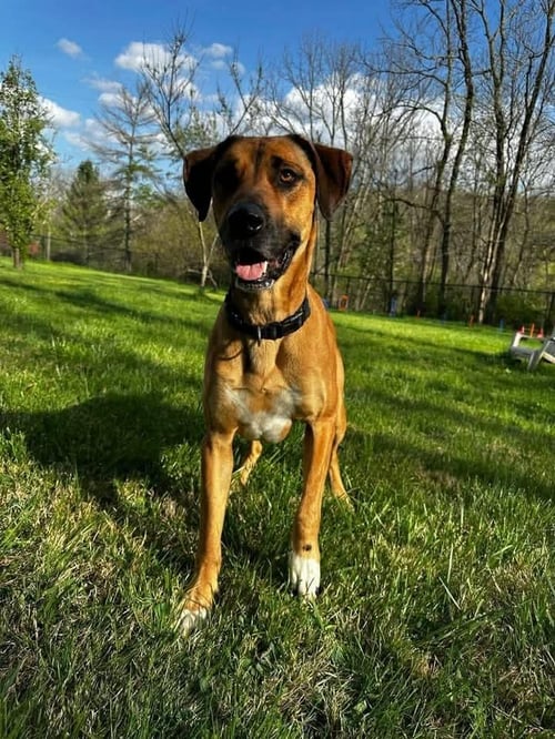 DUKE - Great Dane available for adoption