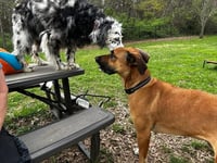 Duke - Photo 3