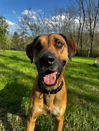 Duke - Photo 4