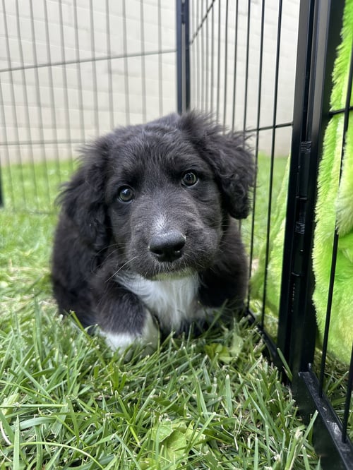GALAXY - Black Labrador Retriever / Poodle (unknown type) available for adoption