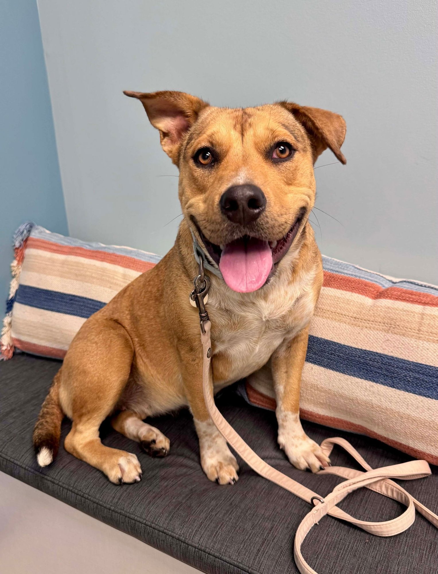 BRANDYLION - American Pit Bull Terrier / Cattle Dog available for adoption
