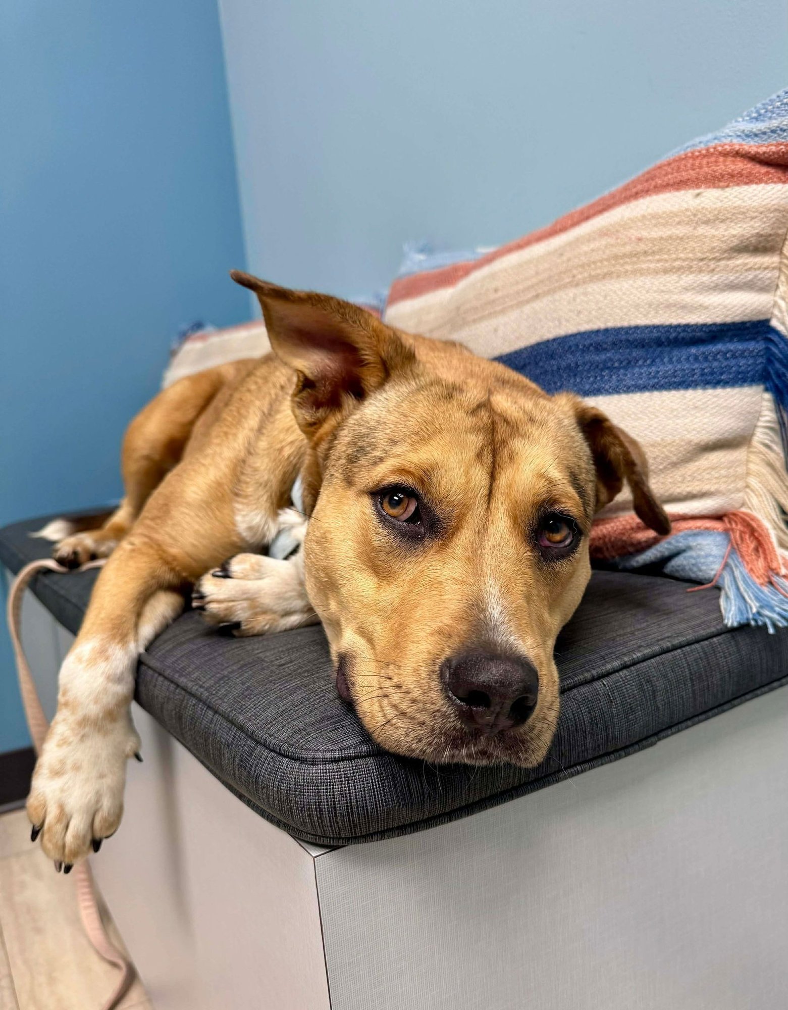 BRANDYLION - American Pit Bull Terrier / Cattle Dog available for adoption