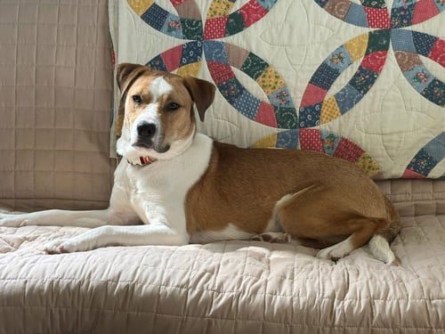 SHARK FINN - American Pit Bull Terrier available for adoption