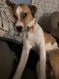 Shark Finn - Photo 5