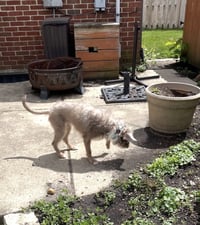 Hazie - Photo 4