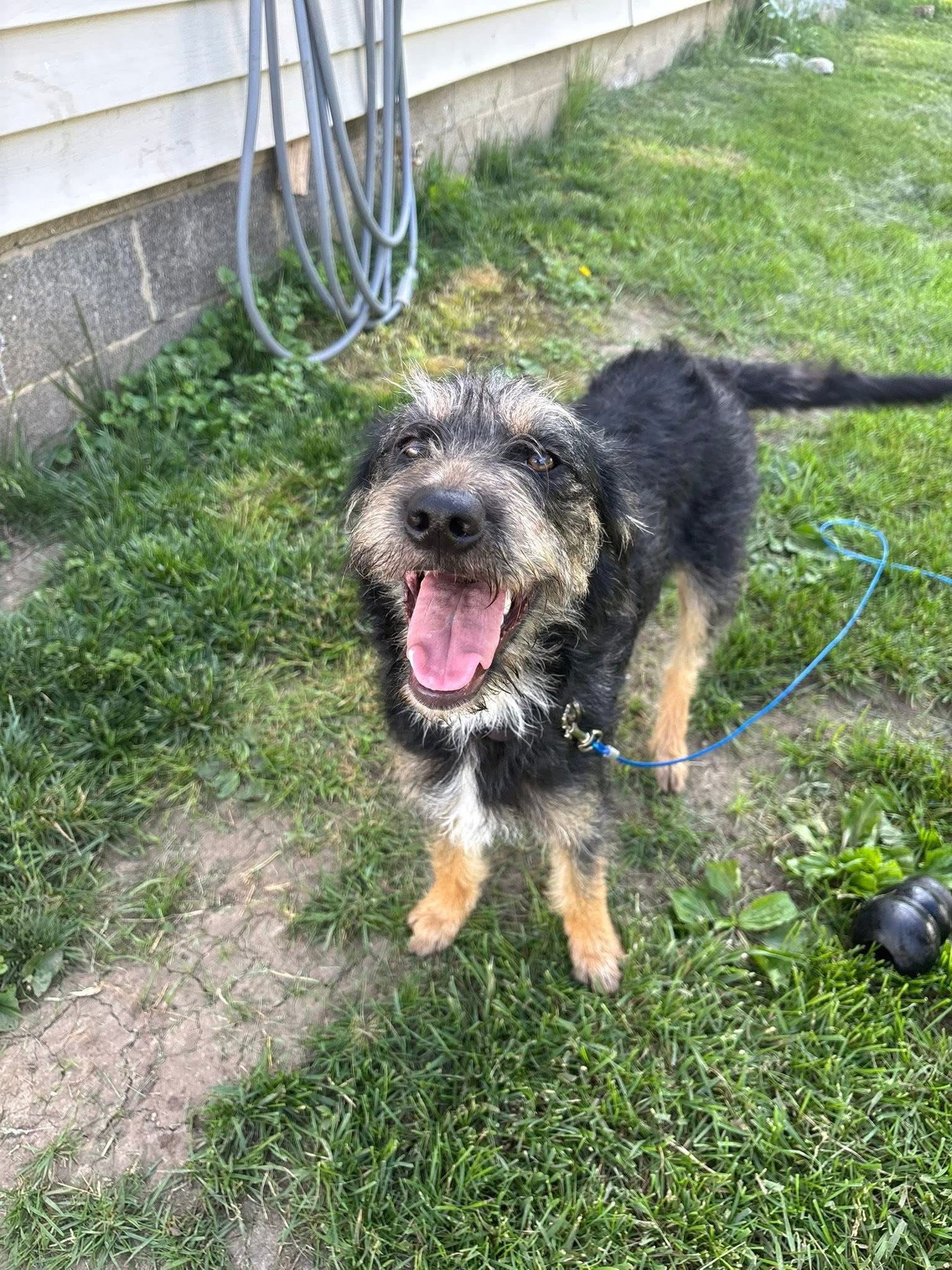 CALI - Terrier available for adoption