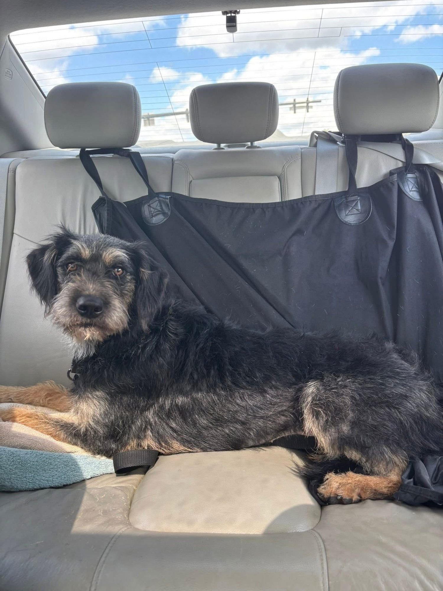 CALI - Terrier available for adoption