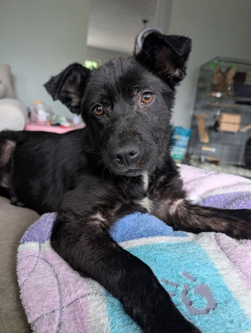 PARFAIT - Unknown available for adoption
