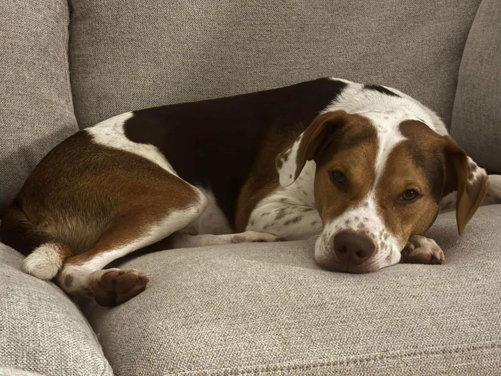 BACON BIT - Hound / Beagle available for adoption