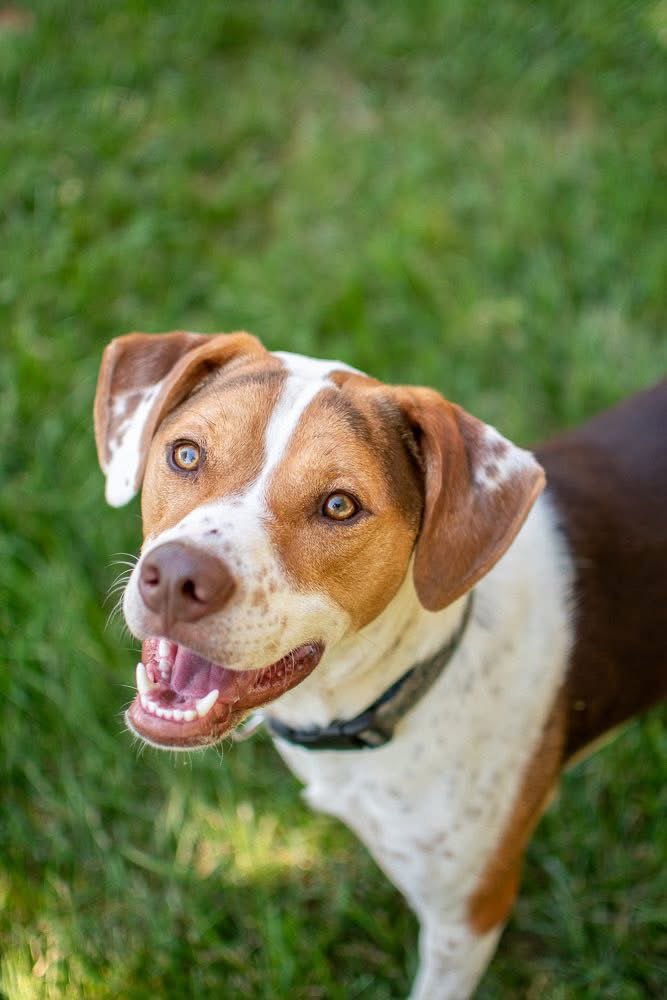 BACON BIT - Hound / Beagle available for adoption