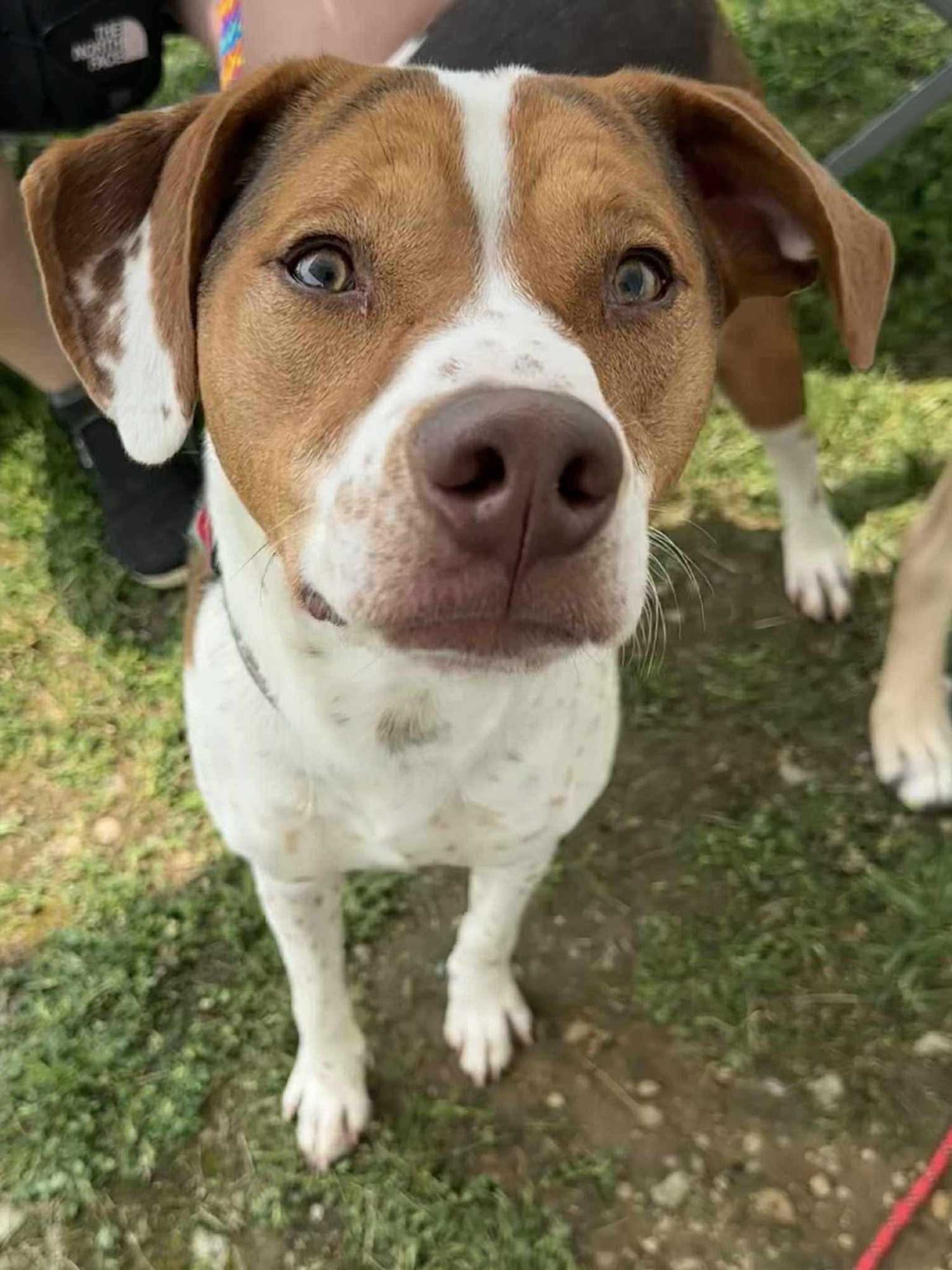 Bacon Bit - Photo 11