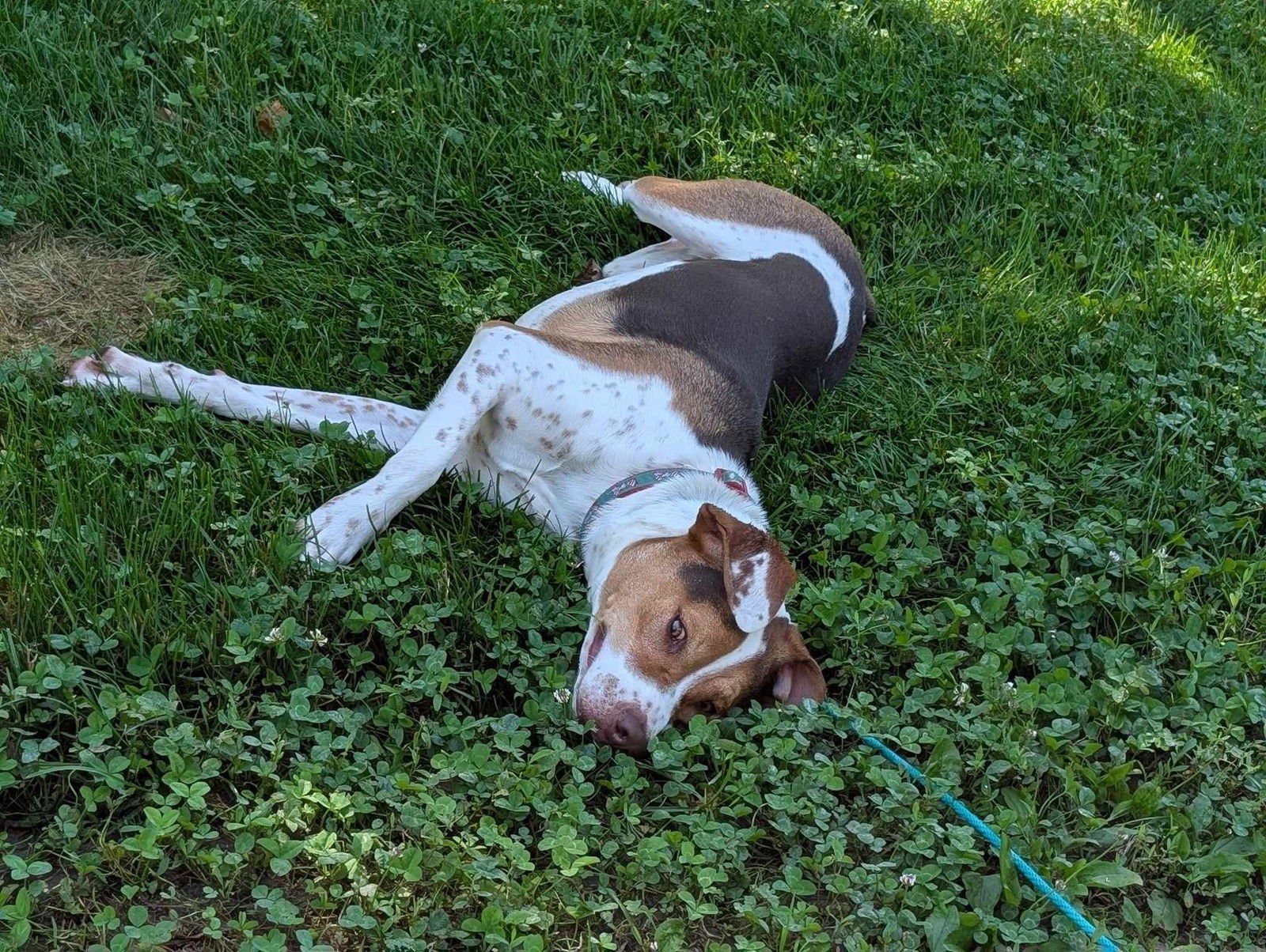 Bacon Bit - Photo 12