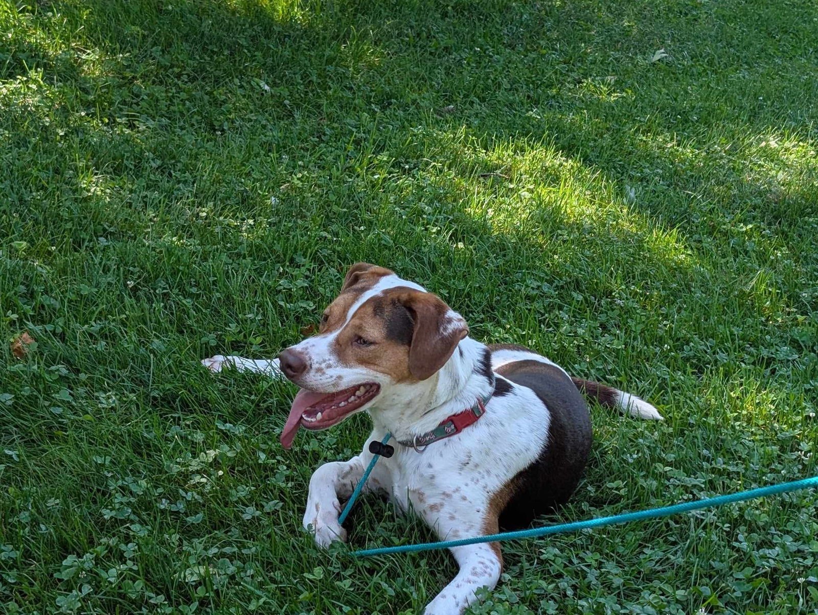 Bacon Bit - Photo 13