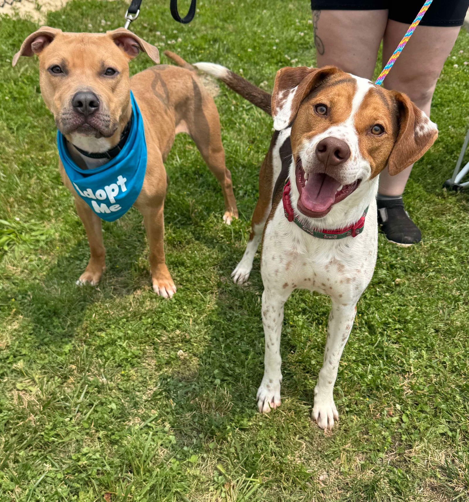 Bacon Bit - Photo 14