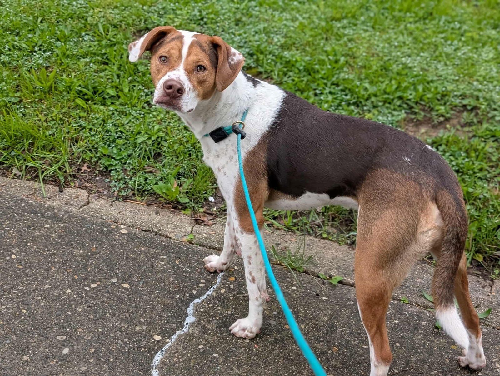 Bacon Bit - Photo 15