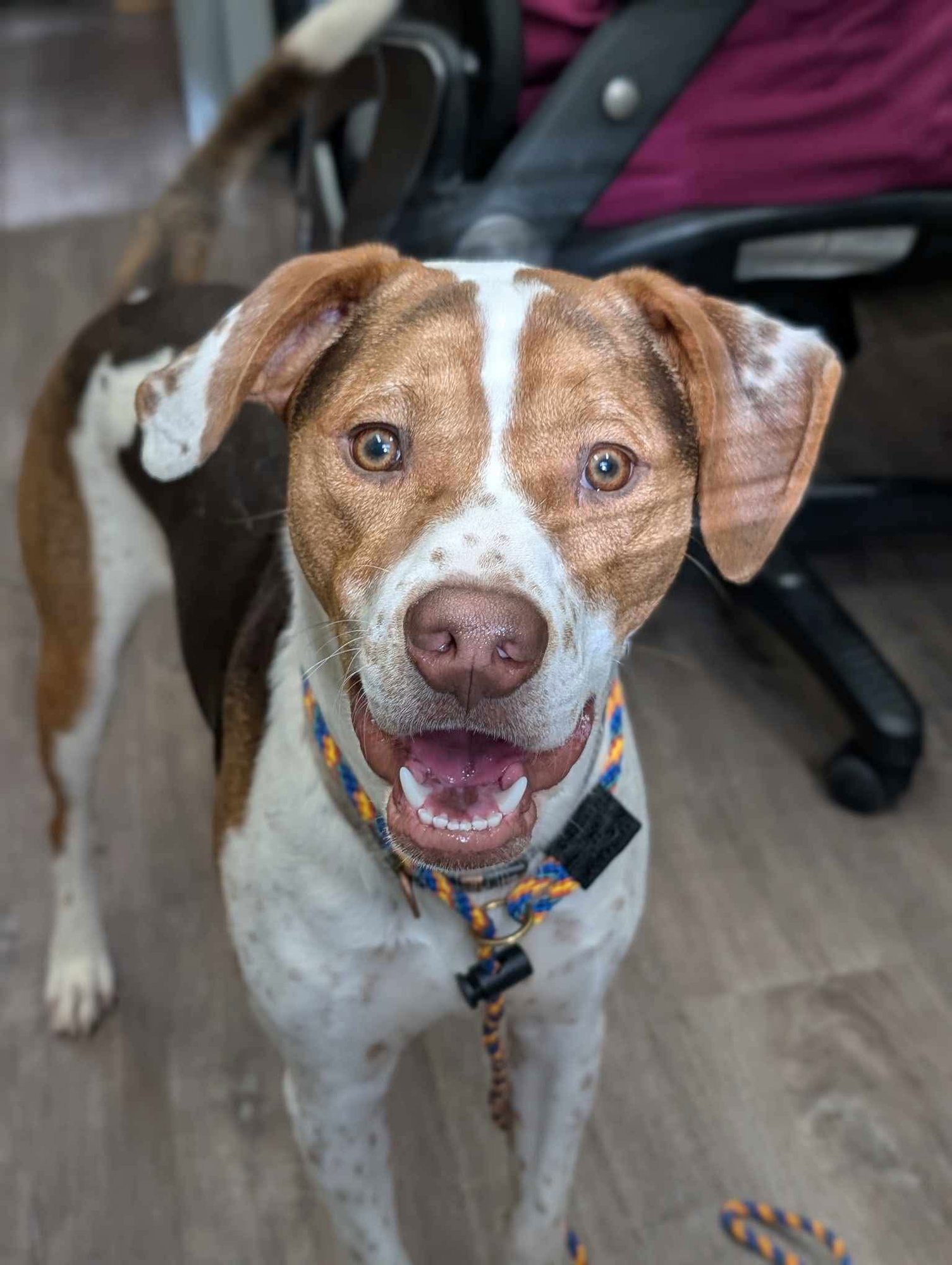 Bacon Bit - Photo 19