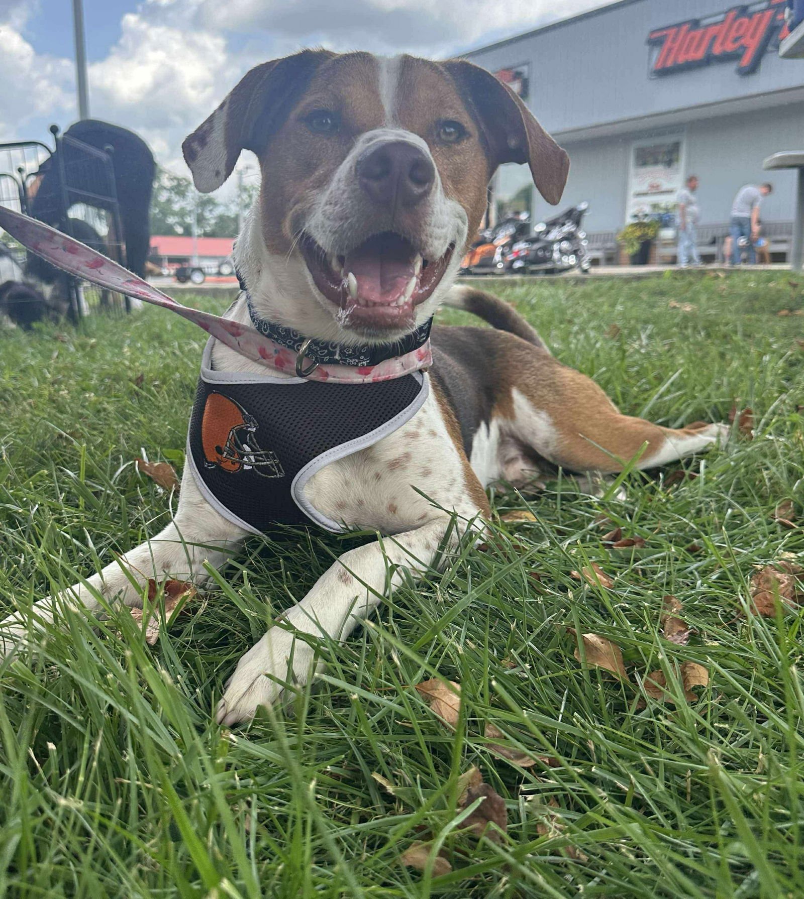 Bacon Bit - Photo 10