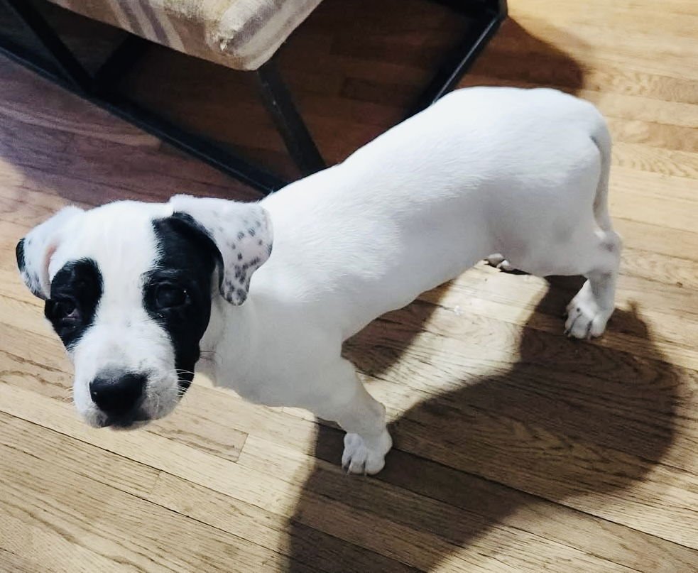 SAWYER - Unknown available for adoption