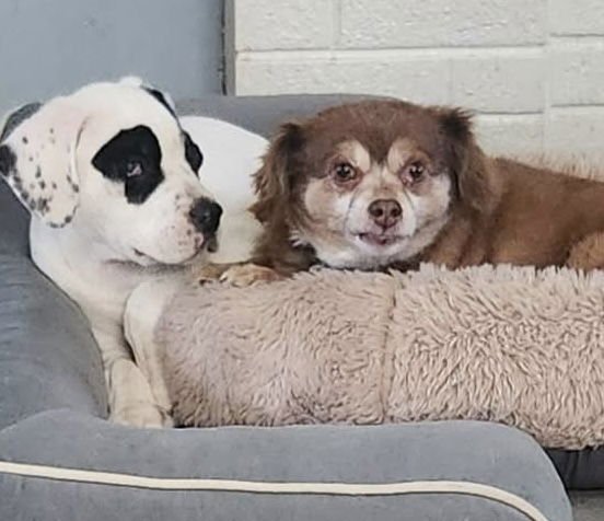 SAWYER - Unknown available for adoption