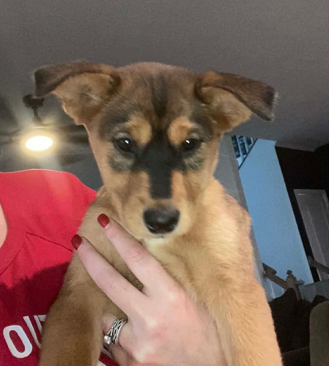 PUMPKIN - Shepherd available for adoption