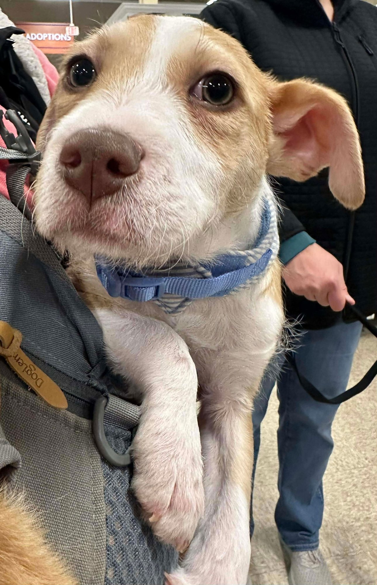 TEDDY RUXPIN - Poodle (unknown type) / Terrier available for adoption