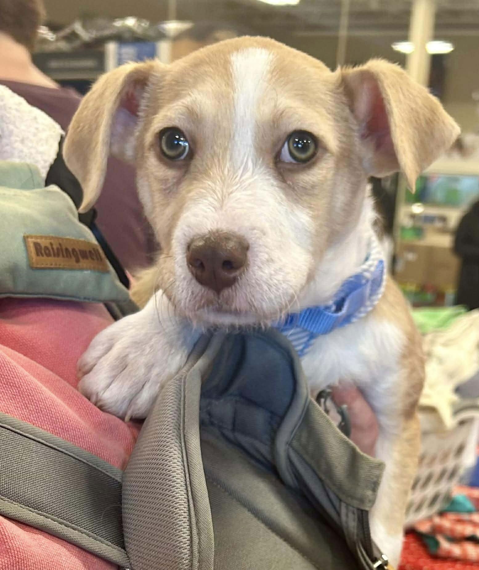 Teddy Ruxpin - Photo 3