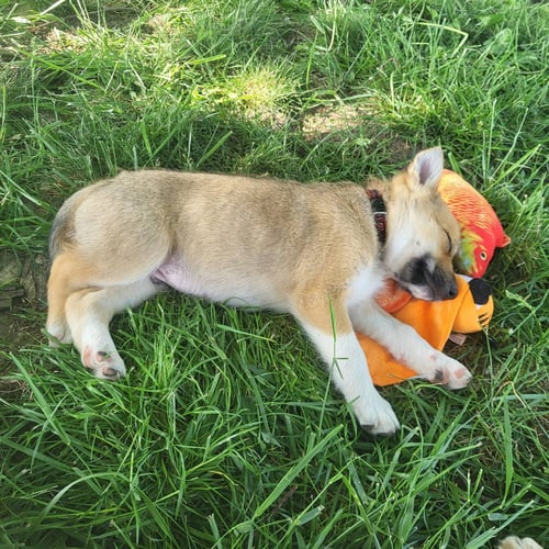 CHESS - Golden Retriever / Australian Kelpie available for adoption
