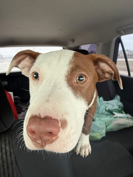 COULTER PINE - American Pit Bull Terrier available for adoption