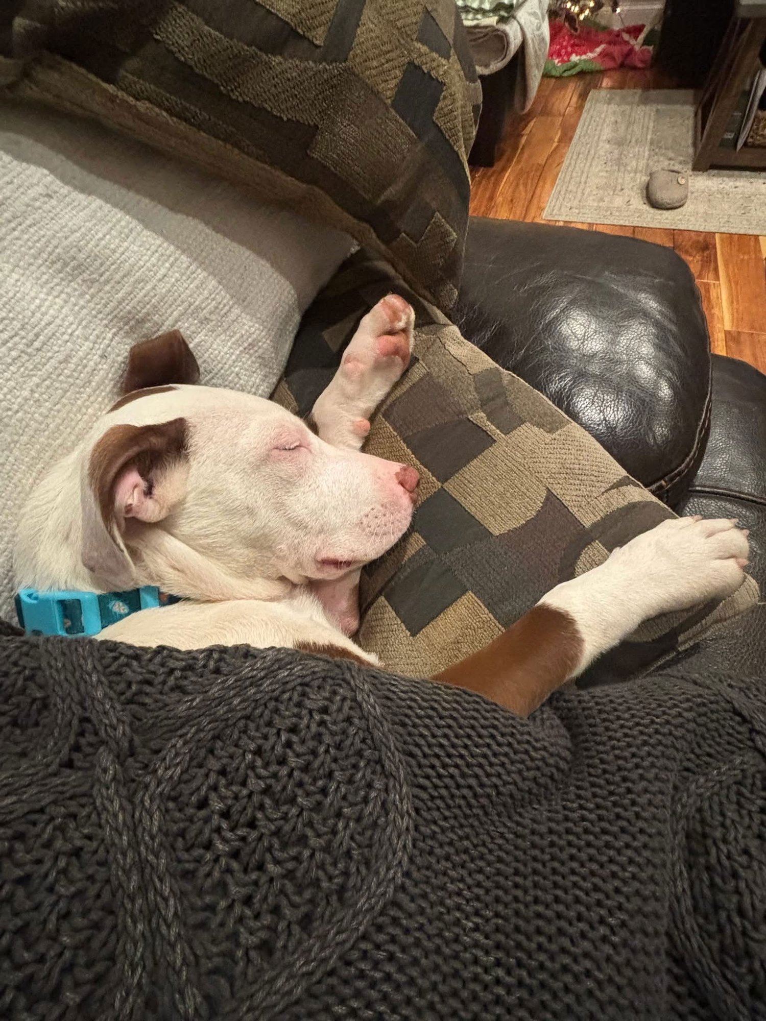 Coulter Pine - Photo 3