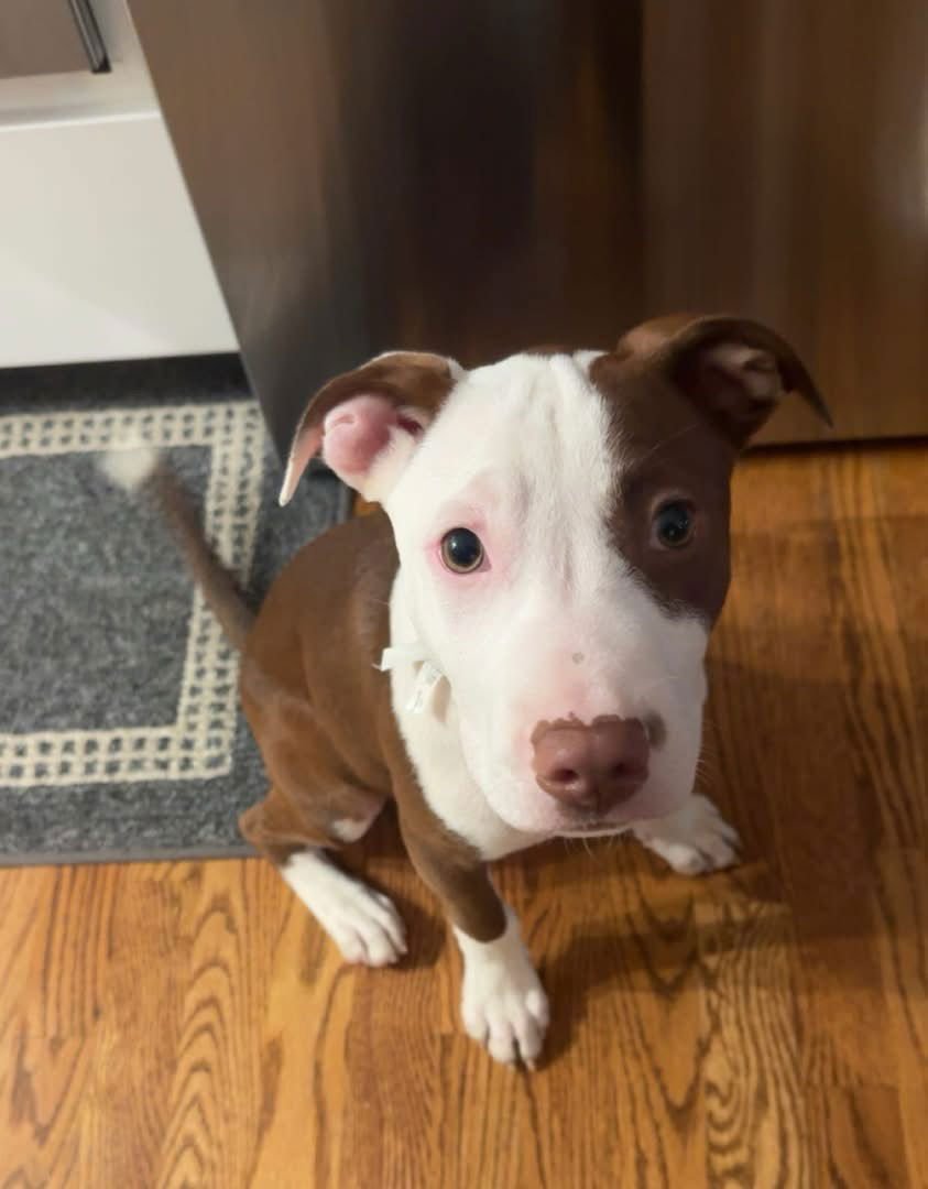 Coulter Pine - Photo 4