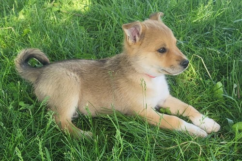 BANANAGRAM - Golden Retriever / Australian Kelpie available for adoption