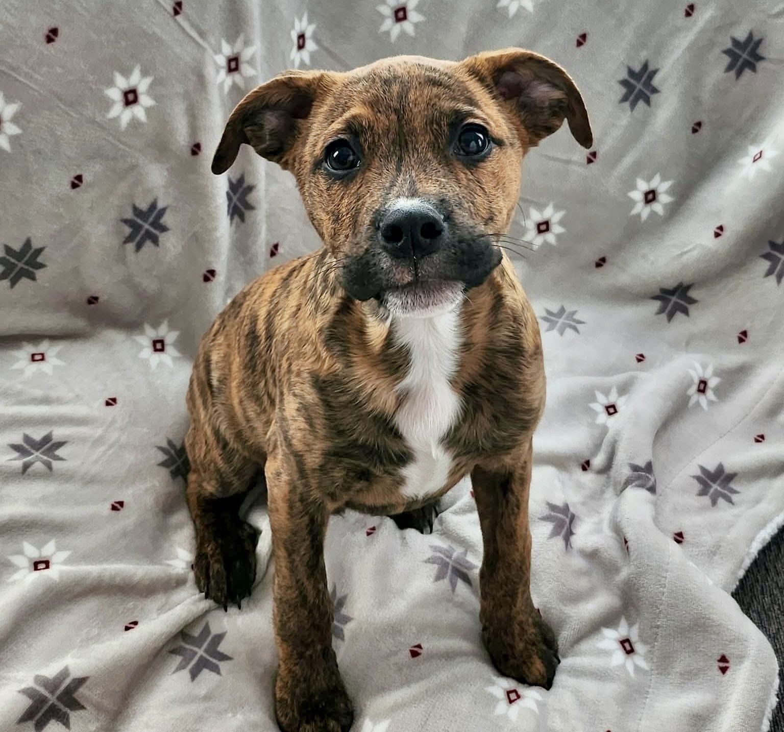 TEINE “TINY DOG” - American Pit Bull Terrier available for adoption