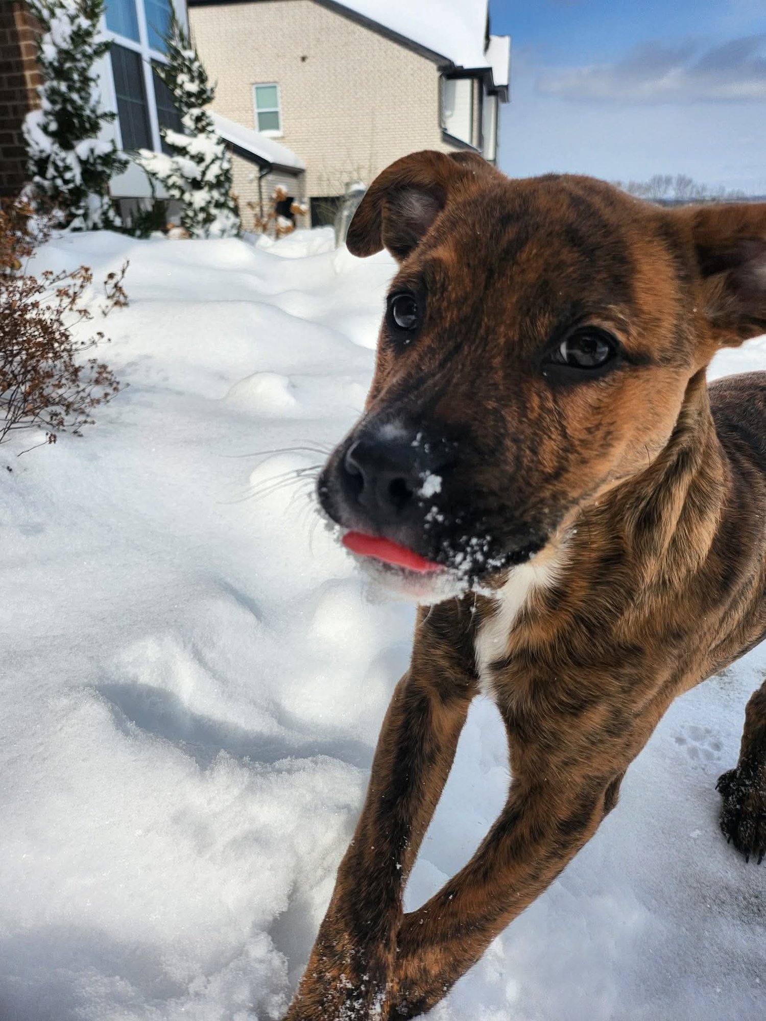 TEINE “TINY DOG” - American Pit Bull Terrier available for adoption