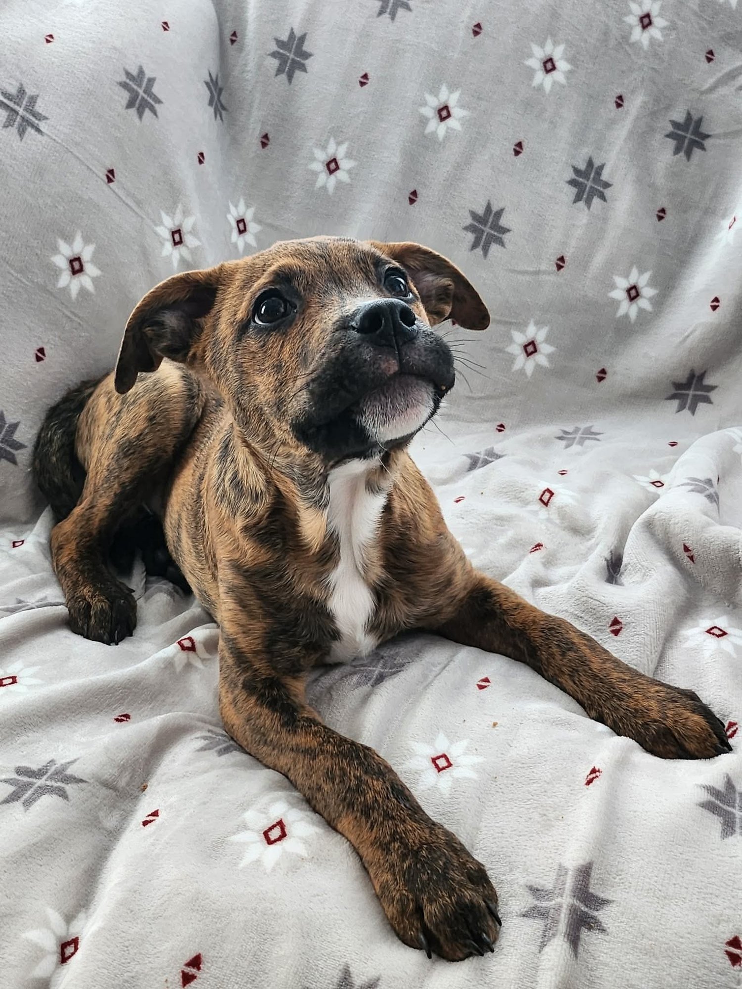 Teine “Tiny Dog” - Photo 4