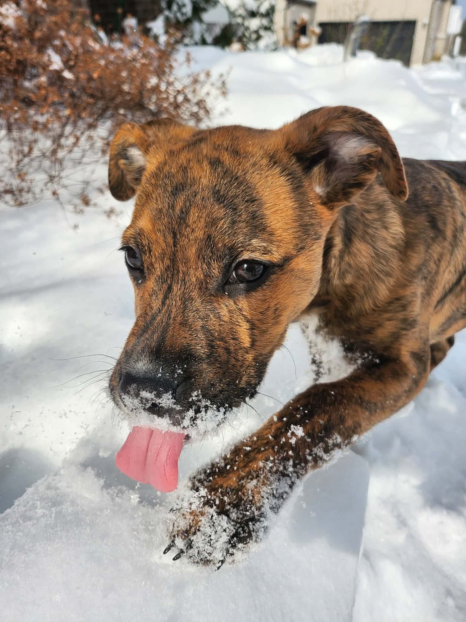 Teine “Tiny Dog” - Photo 5