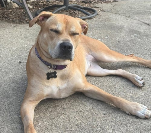 LINARIA - Labrador Retriever available for adoption