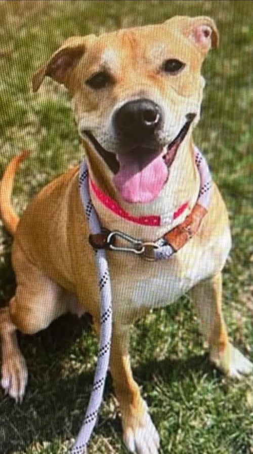 LINARIA - Labrador Retriever available for adoption