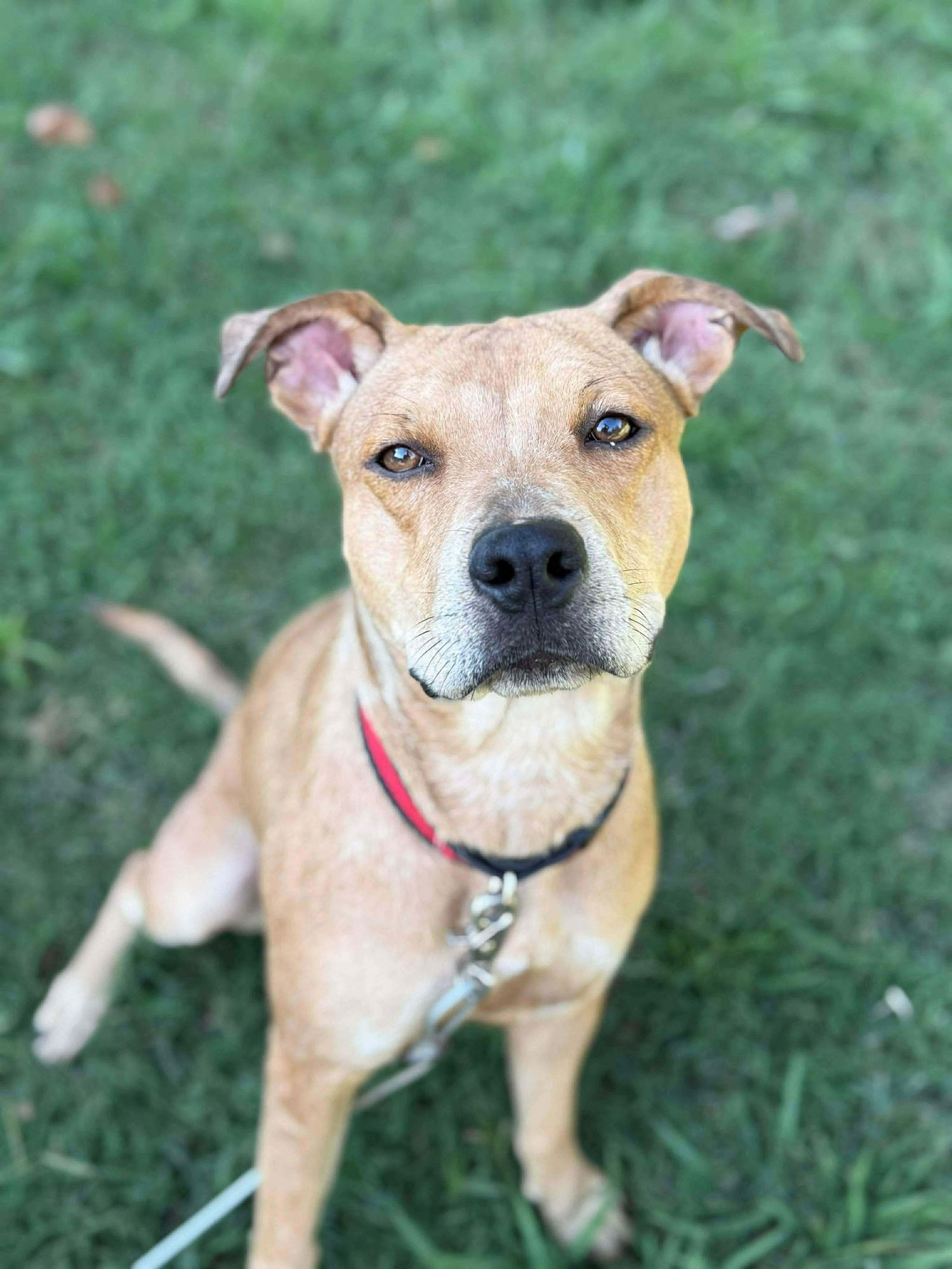 PILLOW - Catahoula Leopard Dog available for adoption