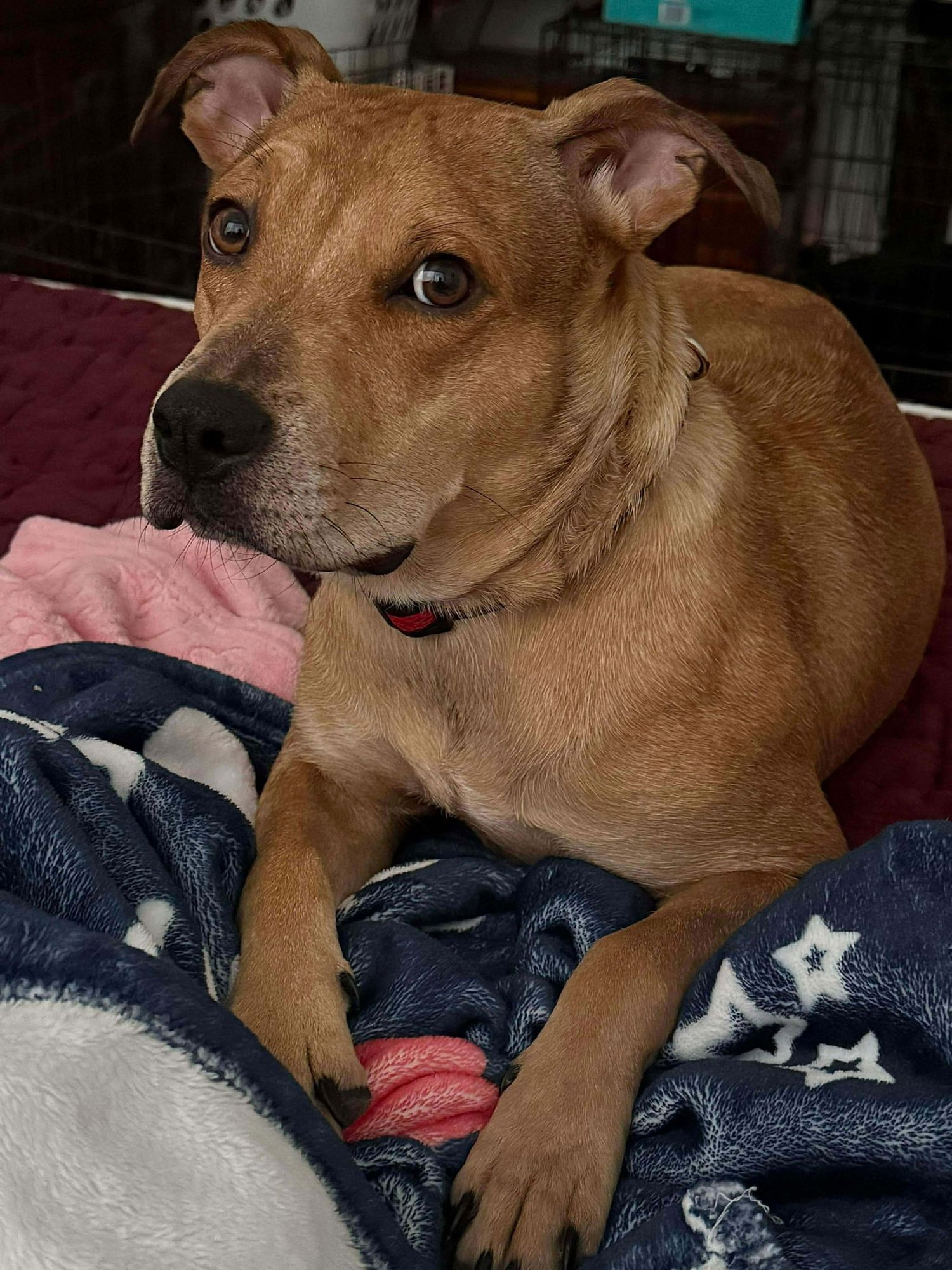 PILLOW - Catahoula Leopard Dog available for adoption