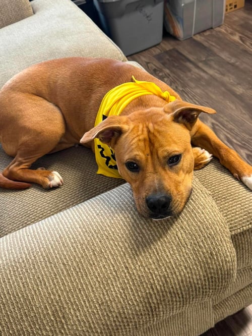SANDMAN - American Pit Bull Terrier available for adoption