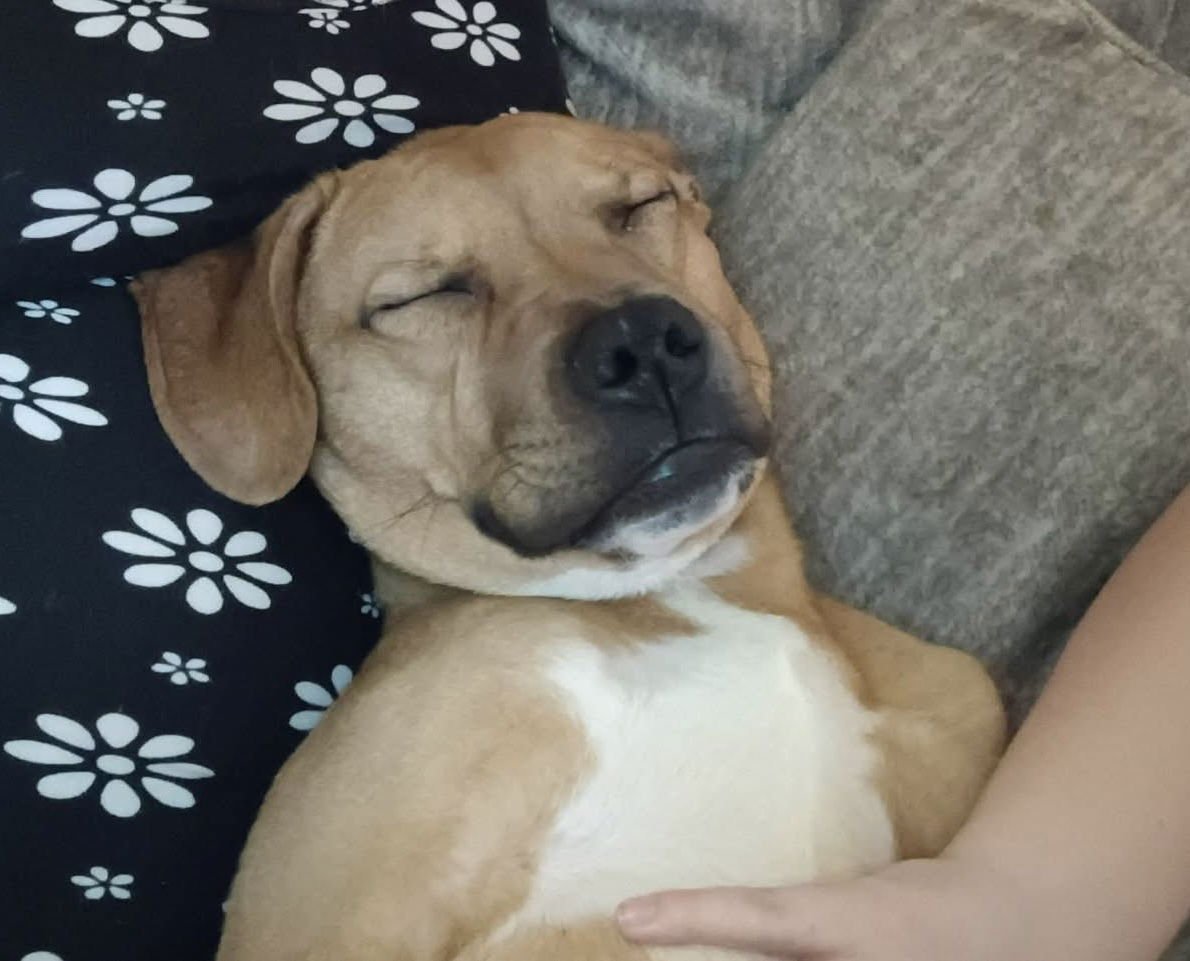 TOBLERONE - American Pit Bull Terrier available for adoption