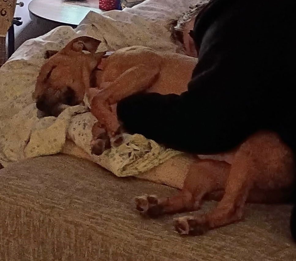 TOBLERONE - American Pit Bull Terrier available for adoption