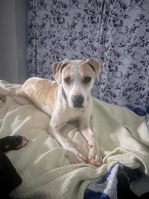 SHAI APOLLO - American Pit Bull Terrier available for adoption